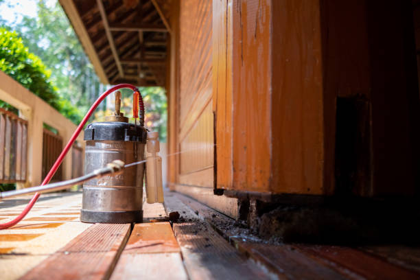 Best Wasp Removal Services  in Shady Hollow, TX