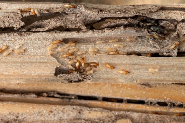 Best Best Pest Control Companies  in Shady Hollow, TX
