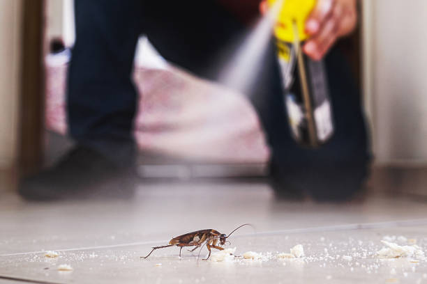 Best Local Pest Control Services  in Shady Hollow, TX